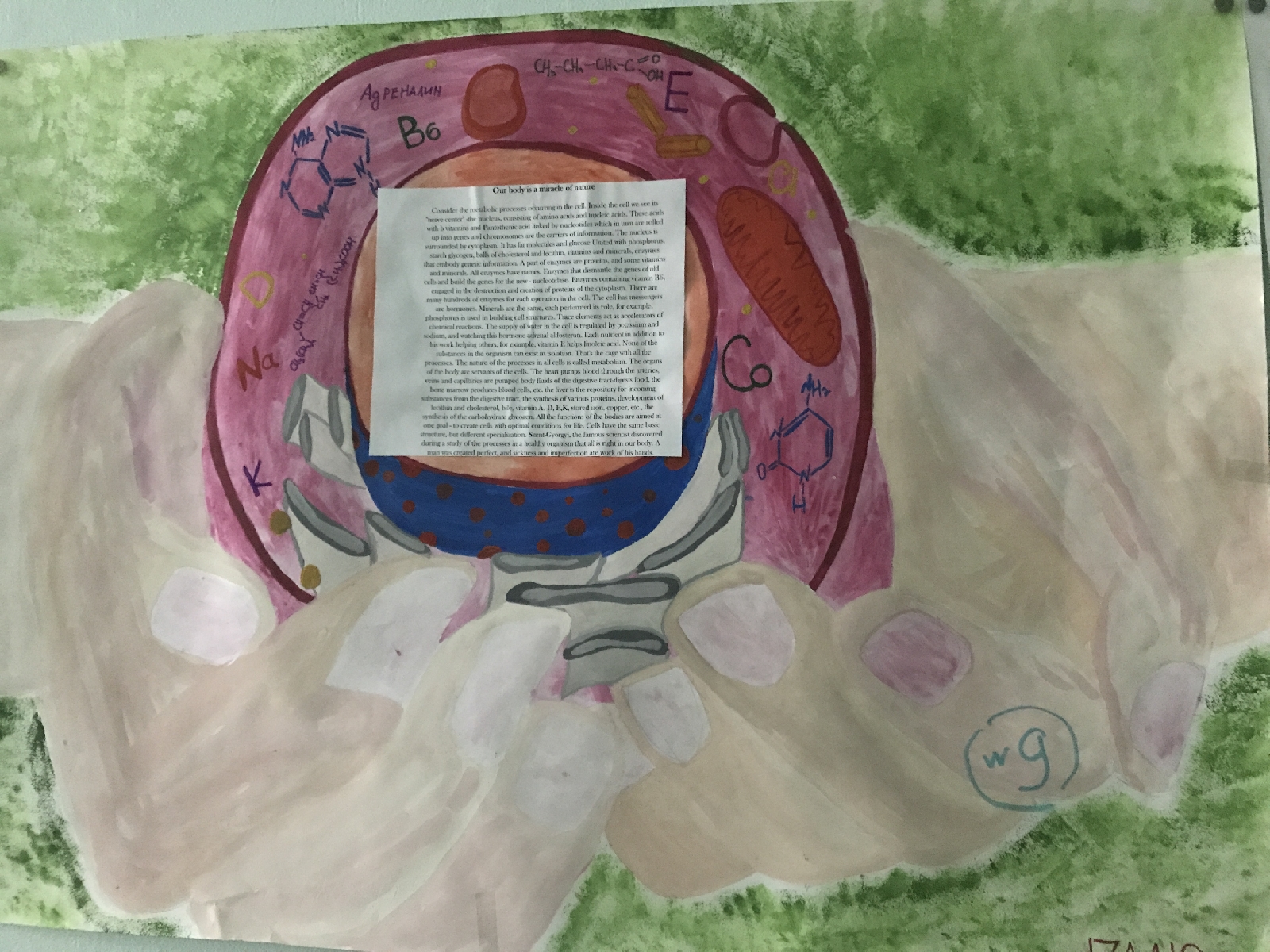 Началось голосование за лучший плакат в рамках проекта «Наш организм – чудо природы».